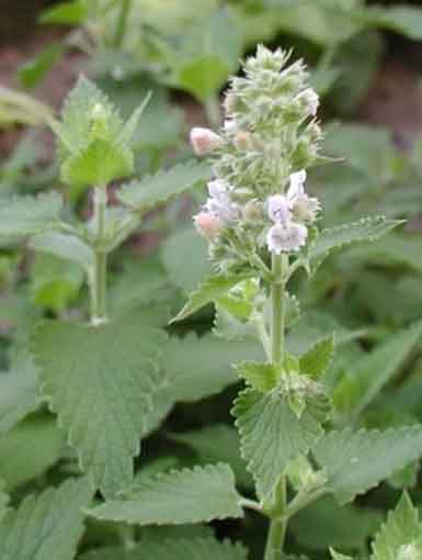 راهنمای نگهداری و پرورش گیاهان آپارتمانی - نعناع گربه ای